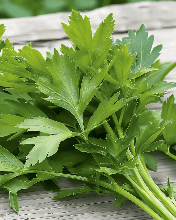 Sementes de aipo-dos-jardins (Levisticum officinale) – erva perene