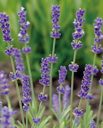 Common Lavender seeds (Lavandula angustifolia) – perennial herb