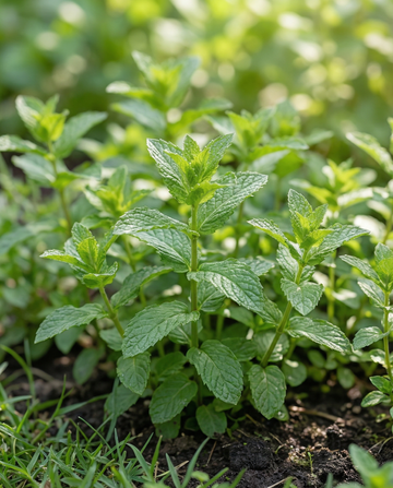 Menta piperita (Mentha piperita) – semillas de hierba perenne de SeedsChoice
