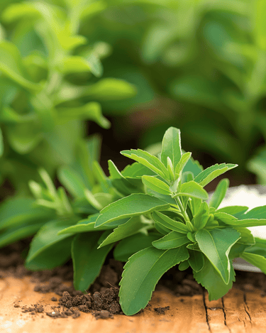 Sementes de estévia (Stevia rebaudiana) – erva perene