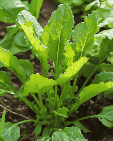 Semillas de acedera de hoja ancha (Rumex acetosa) – hierba perenne