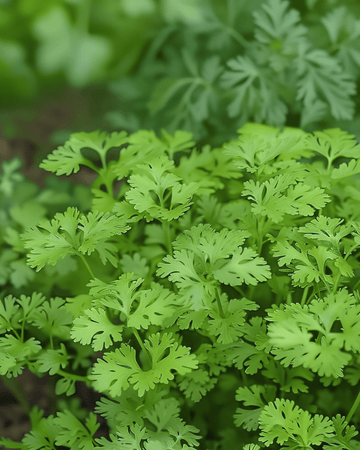 Sementes de cerefólio Fine Curled (Anthriscus cerefolium) – erva aromática anual