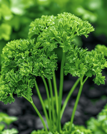 Sementes de Salsa Thujade (Petroselinum crispum) – erva bienal
