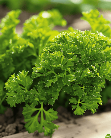 Semillas de perejil Bravour (Petroselinum crispum) – hierba bienal