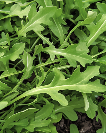 Semillas de rúcula silvestre (Diplotaxis tenuifolia) – vegetal anual