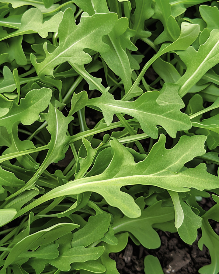 Sementes de Rúcula Selvagem (Diplotaxis tenuifolia) – legume anual