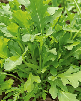 Sementes de Rúcula para Salada Wildfire Diplotaxis tenuifolia Anual