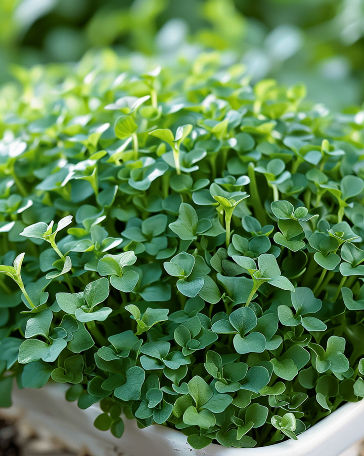 Sementes de agrião de jardim (Lepidium sativum) – vegetal anual