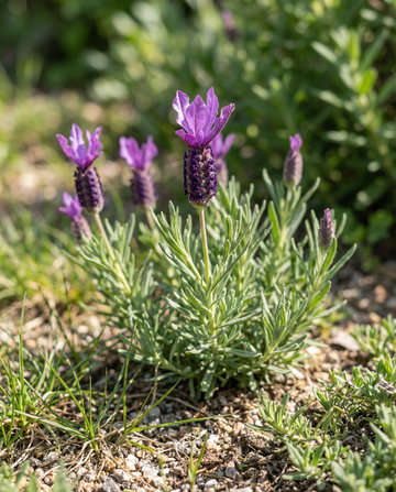 Lavanda francesa (Lavandula stoechas) – semillas de flores anuales de SeedsChoice