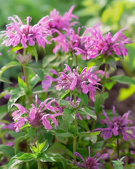 Sementes de Menta-limão Monarda Citriodora Flor Anual