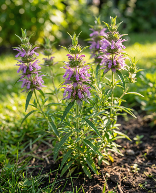 Menta limón (Monarda citriodora) – semillas de flor anual de SeedsChoice