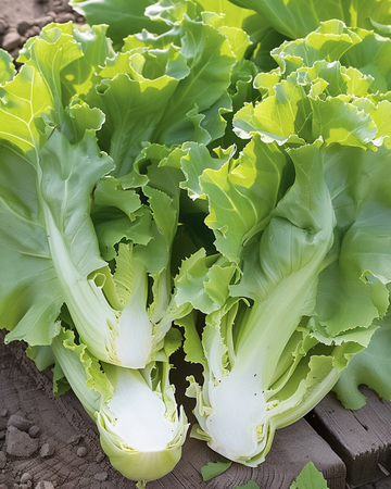 Sementes de endívia Broadleaved Winter (Cichorium endivia) – vegetal anual
