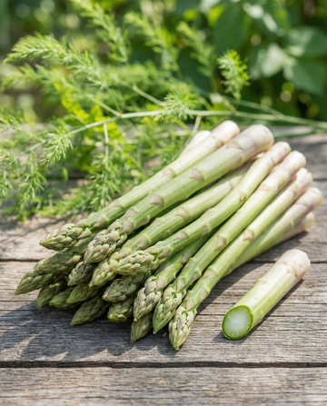 Early Argenteuil (Asparagus officinalis) – sementes perenes da SeedsChoice