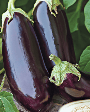 Sementes de beringela Violetta Lunga 2 (Solanum melongena) – hortaliça anual