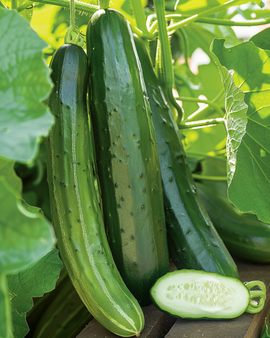 Sementes de pepino Laureen F1 Cucumis sativus – planta anual