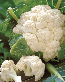 Sementes de couve-flor Walcheren Winter 5 Brassica Oleracea Bienal