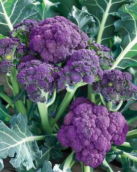 Sementes de Brócolos Summer Purple Brassica oleracea – Variedade Anual