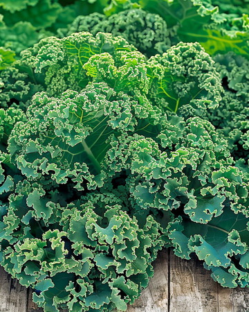 Sementes de couve Winterbor F1 (Brassica oleracea) – vegetal anual