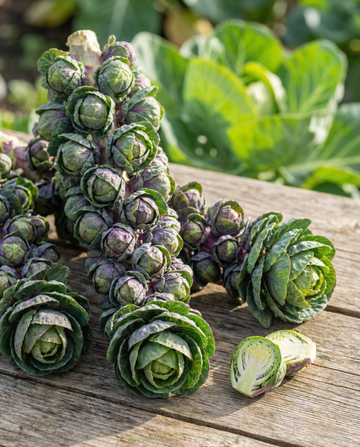 Sprouts Garden Mix F1 (Brassica oleracea) – sementes de flor anual da SeedsChoice