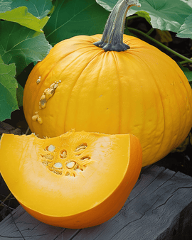 Sementes de Abóbora Cucurbita Maxima Variedade Amarela Anual