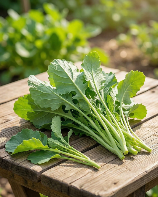 Folhas de Nabo (Brassica rapa) – sementes de hortícola anual da SeedsChoice