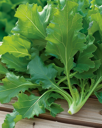 Sementes de Greens Namenia Leaf (Brassica rapa) – hortaliça anual