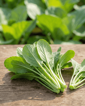 Greens Namenia Leaf (Brassica rapa) – sementes de hortaliça anual da SeedsChoice
