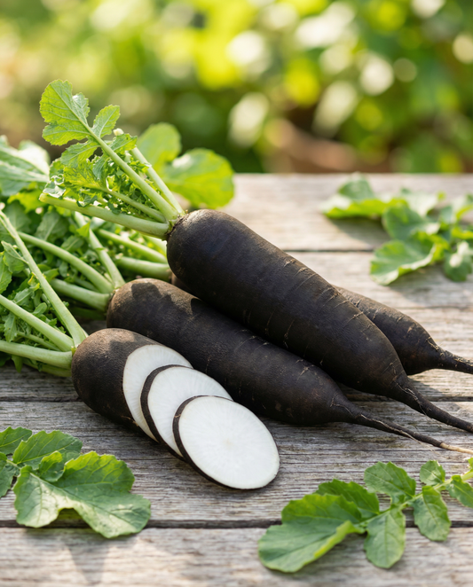 Rabanete de Inverno Noir Long Poids D Horloge (Raphanus sativus) – sementes de hortícola anual da SeedsChoice