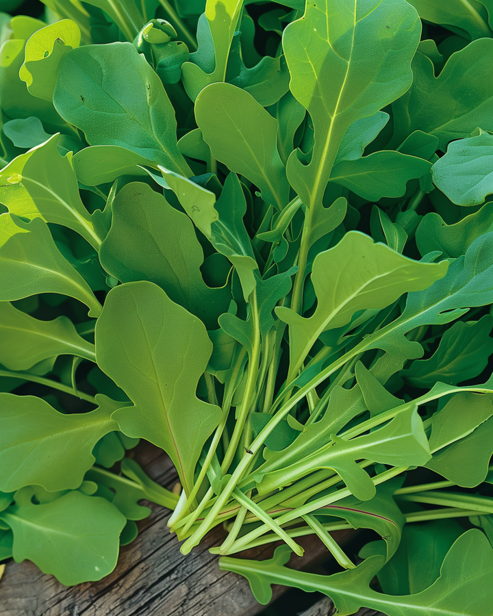 Semillas de rúcula (Eruca sativa) – verdura anual