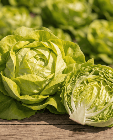 Alface Appia Butterhead (Lactuca sativa) – sementes de vegetal anual da SeedsChoice
