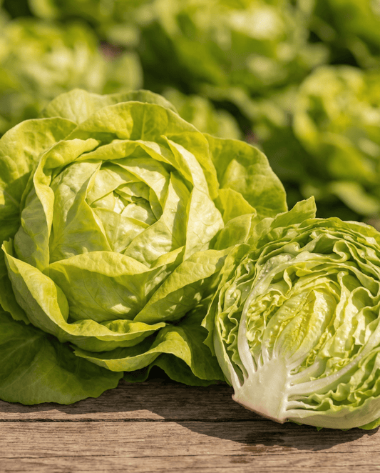 Alface Appia Butterhead (Lactuca sativa) – sementes de vegetal anual da SeedsChoice