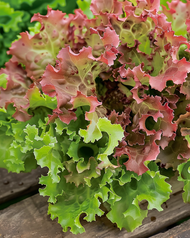 Sementes de alface Lollo Rossa (Lactuca sativa) – hortaliça anual