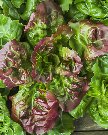 Sementes de alface de folha Amerikaanse Roodrand (Lactuca sativa) – hortaliça anual