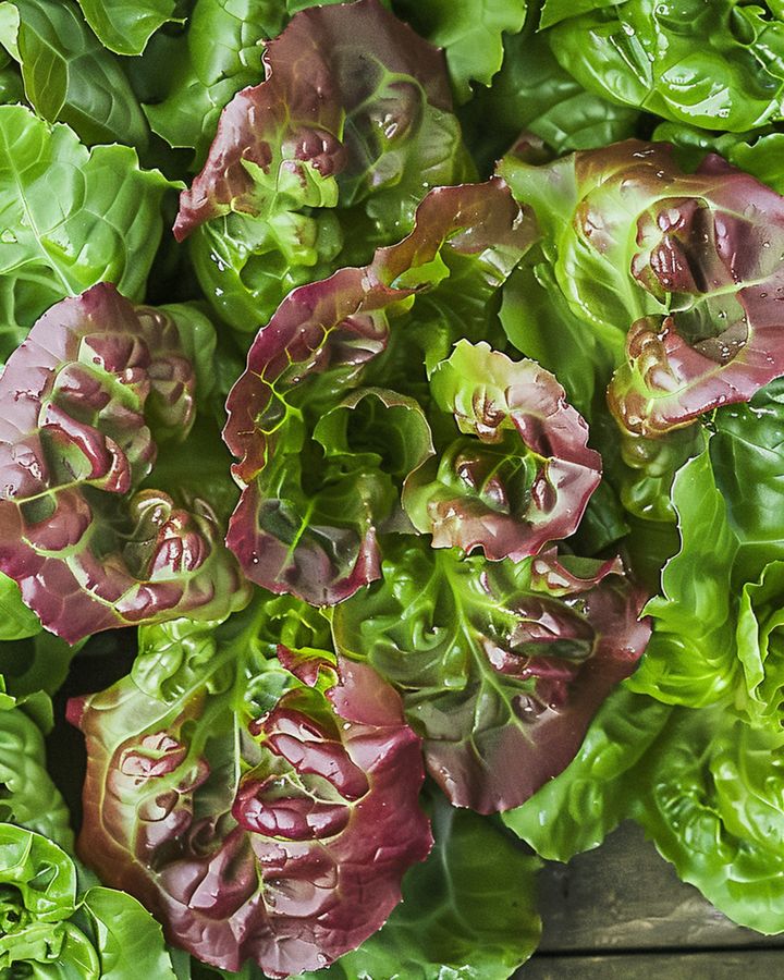 Sementes de alface de folha Amerikaanse Roodrand (Lactuca sativa) – hortaliça anual