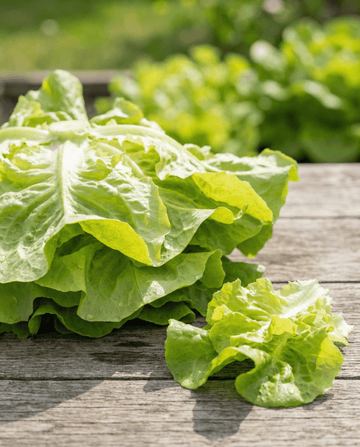 Alface de folha Australische Gele (Lactuca sativa) – sementes de hortaliça anual da SeedsChoice