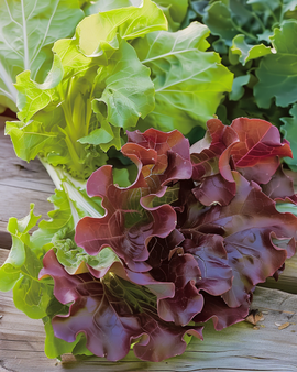 Sementes de alface de folha Red Salad Bowl Lactuca sativa anual