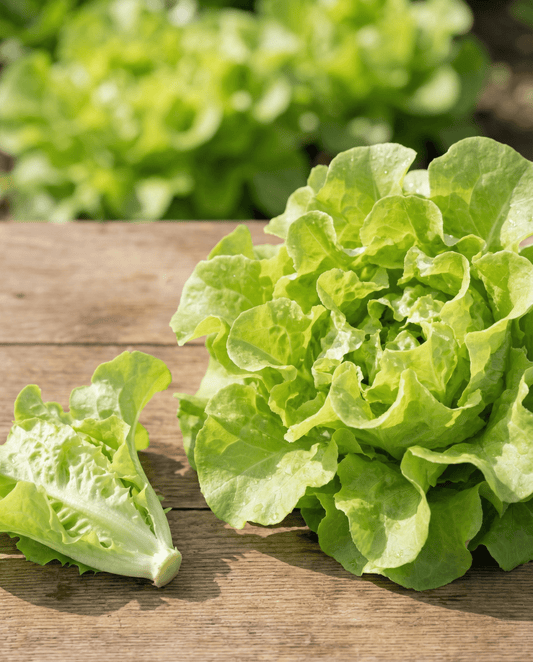 Sementes de alface folha Witte Dunsel (Lactuca sativa) – sementes de hortaliça anual da SeedsChoice