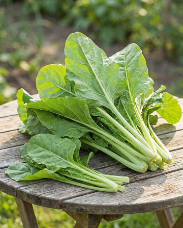 Acelga Common Green (Beta vulgaris) – sementes de vegetal anual da SeedsChoice