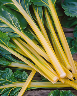 Sementes de Acelga Beta Vulgaris Variedade Amarela Anual