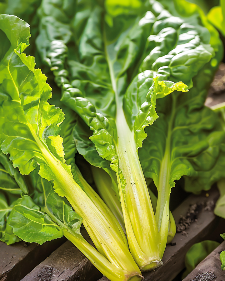 Sementes de acelga Lucullus (Beta vulgaris) – vegetal anual