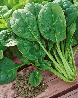 Spinach Nores Green Seeds Spinacia Oleracea Annual