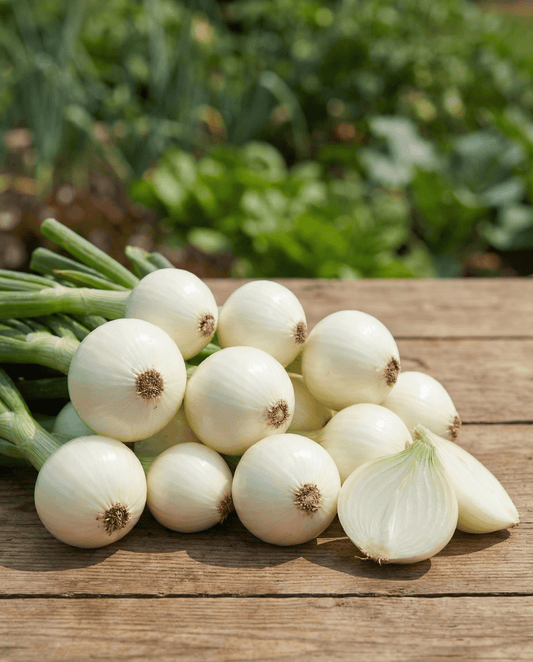 Cebolla para encurtir (Allium cepa) – semillas de vegetal anual de SeedsChoice