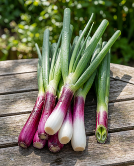 Red Ninja Spring Onion Seeds Allium Fistulosum Perennial