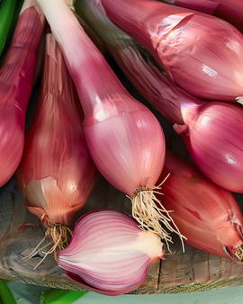 Onion Rossa Lunga Di Firenze Seeds Allium Cepa Annual