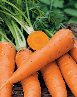 Winter Carrot Seeds Flakkée 2 Daucus Carota Annual