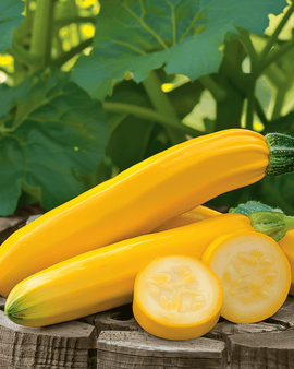 Sementes de Curgete Gold Rush F1 Cucurbita Pepo Anual