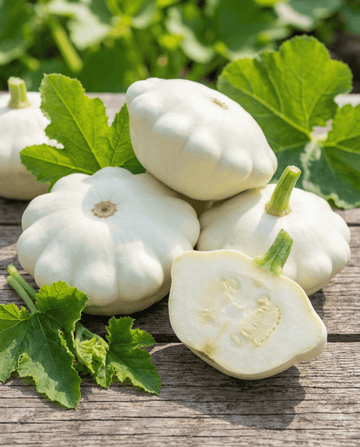 Sementes de abóbora patisson branca (Cucurbita pepo) – sementes de vegetal anual da SeedsChoice
