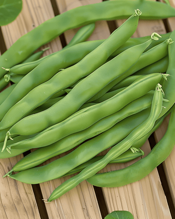 Dwarf Bean Admires seeds (Phaseolus vulgaris) – annual vegetable