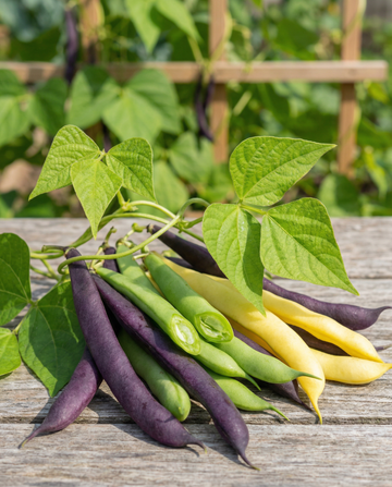 Feijão-trepadeiro Three Color Mix (Phaseolus vulgaris) – sementes de vegetal anual da SeedsChoice