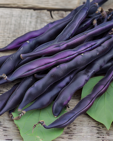 Sementes de feijão-verde de guia Blauhilde (Phaseolus vulgaris) – hortaliça anual